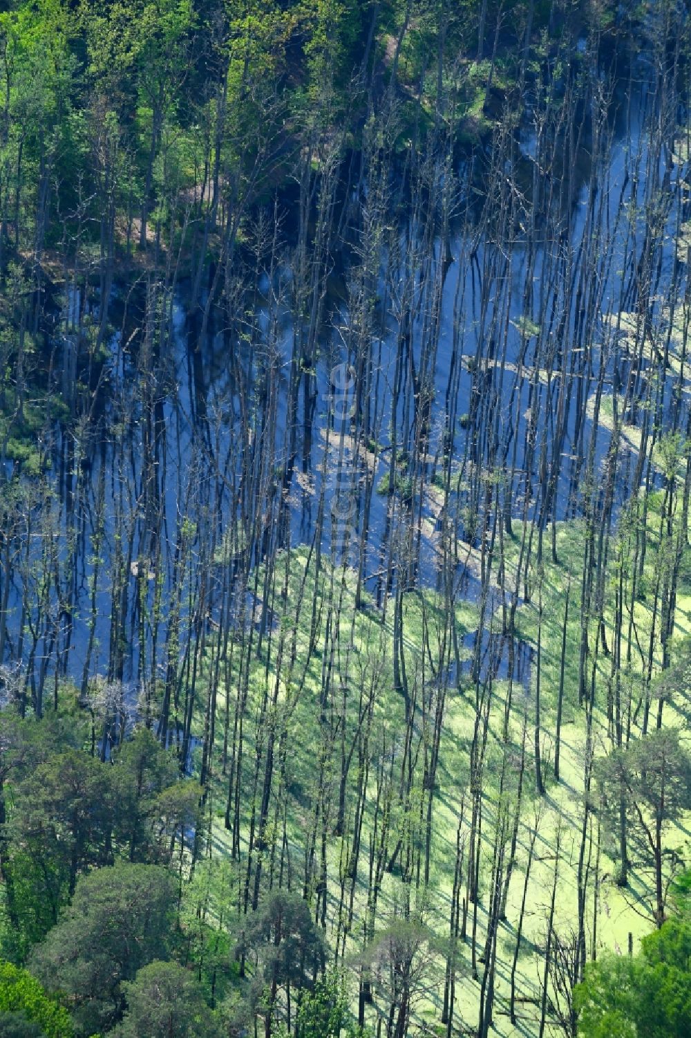 Luftaufnahme Wensickendorf - Tümpel und Morast- Wasseroberfläche in einer Teichlandschaft in Wensickendorf im Bundesland Brandenburg, Deutschland