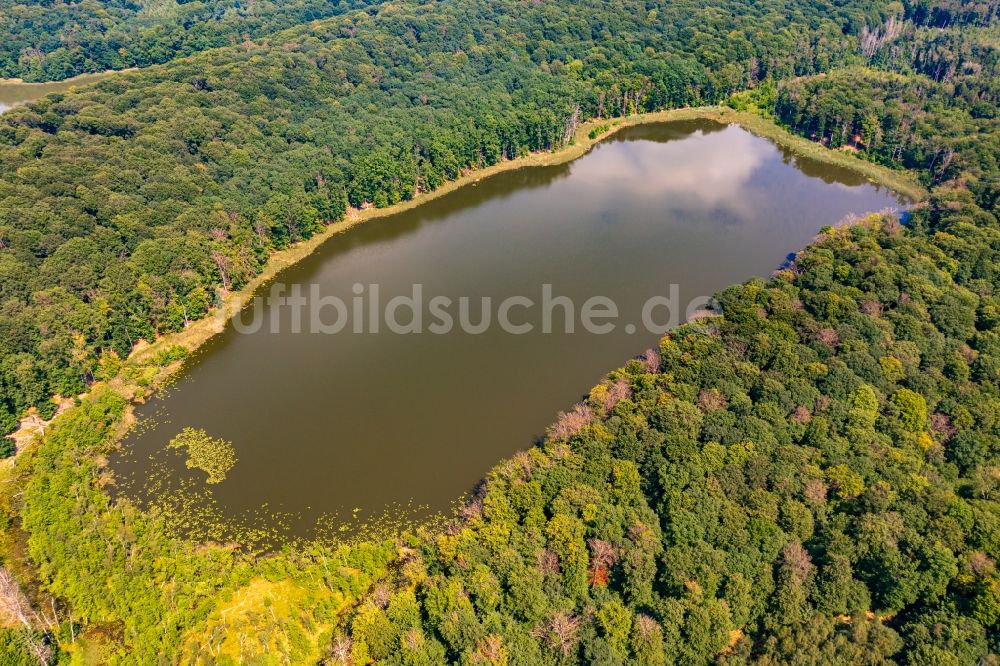 Angermünde von oben - Tümpel und Morast- Wasseroberfläche in einer Teichlandschaft Weltnaturerbe Grumsiner Forst in Angermünde im Bundesland Brandenburg, Deutschland