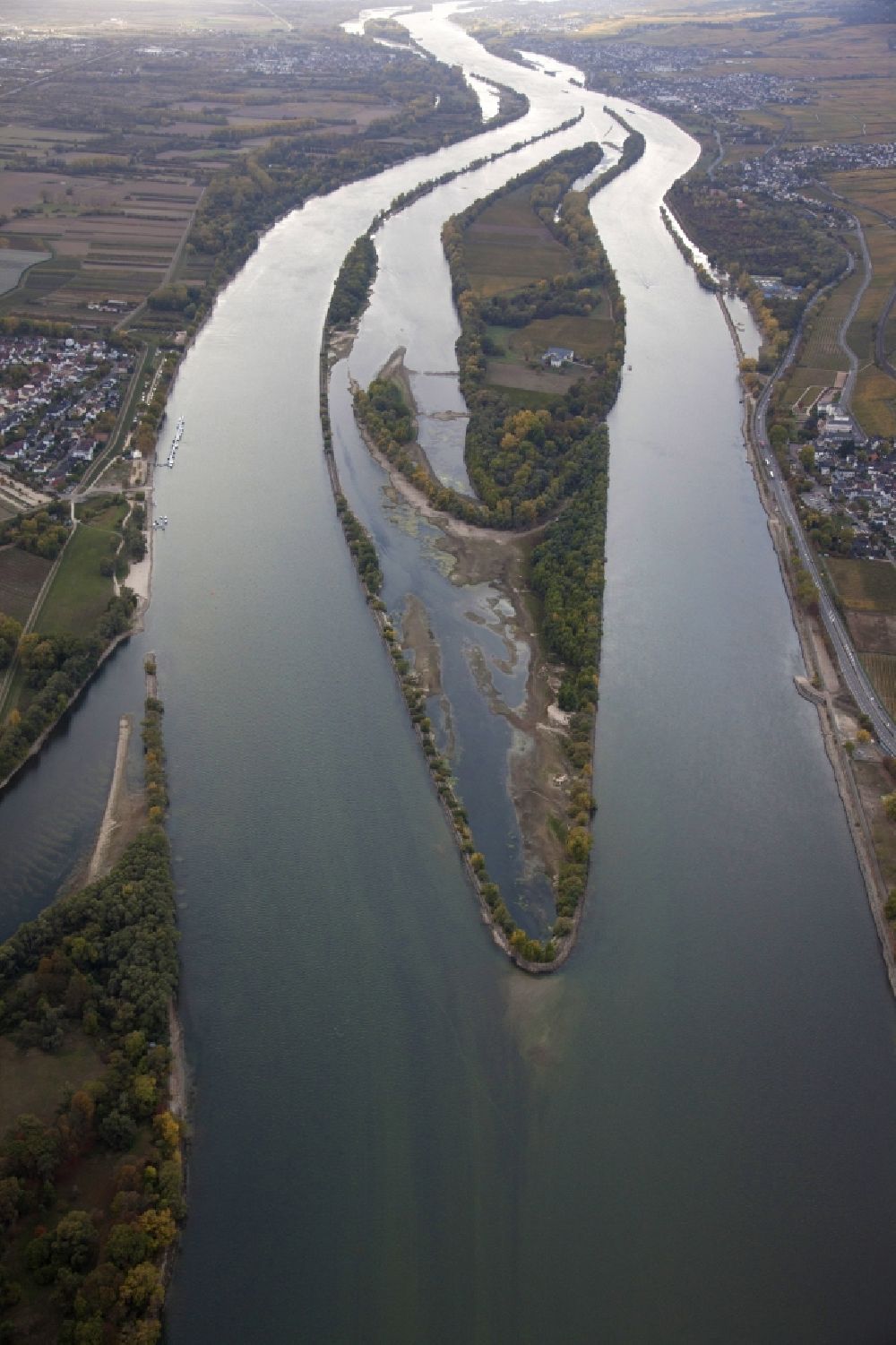 Eltville am Rhein von oben - Uferbereiche mit durch Niedrig- Wasser- Pegel freigelegtem Flußbett im Rhein in Eltville am Rhein im Bundesland Hessen, Deutschland