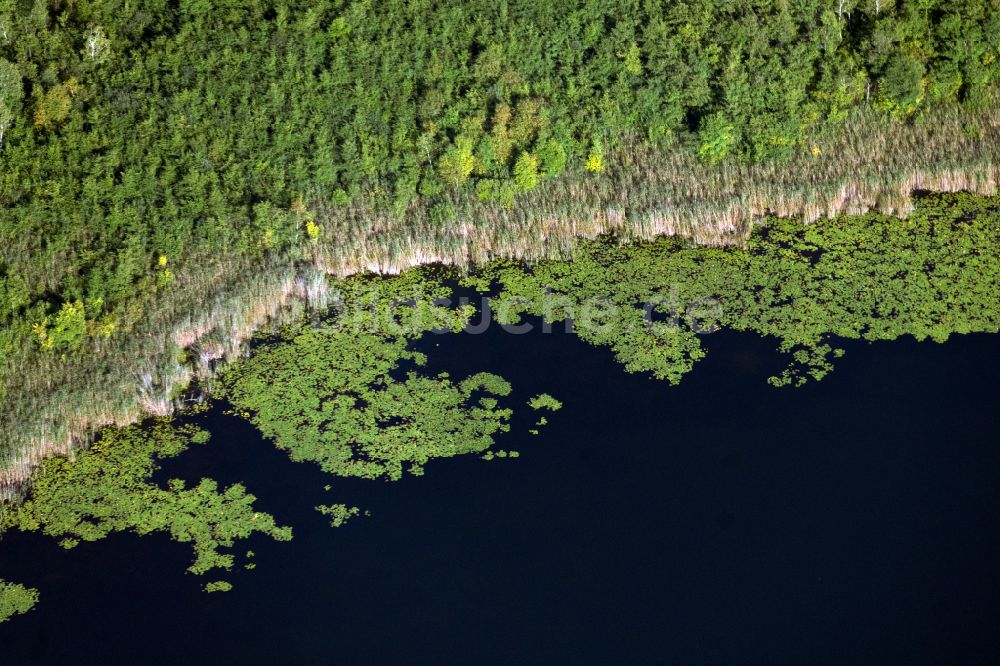 Roggentin aus der Vogelperspektive: Uferbereiche des Sees Großer Kotzower See in Roggentin im Bundesland Mecklenburg-Vorpommern, Deutschland
