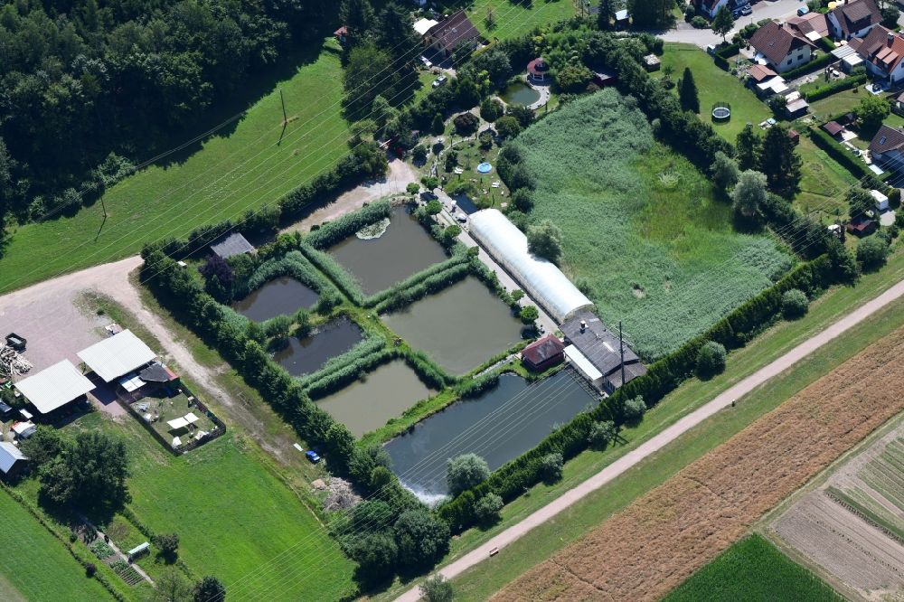 Luftaufnahme Maulburg - Uferbereiche der Teichanlagen zur ehemaligen Fischzucht für Karpfen und Kois in Maulburg im Bundesland Baden-Württemberg, Deutschland