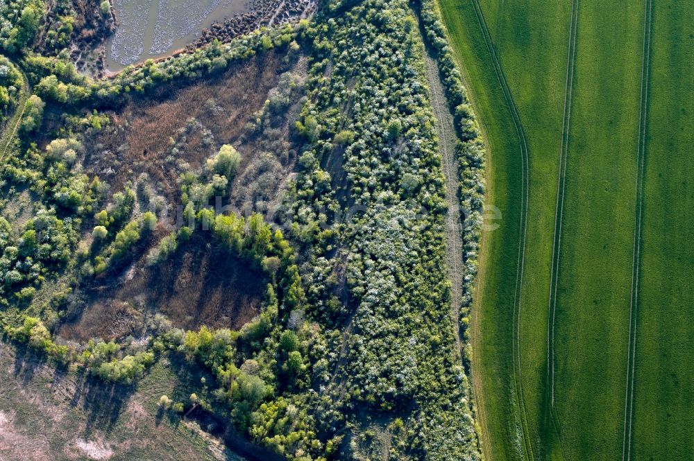 Luftaufnahme Erfurt - Uferbereiche der Teichanlagen zur Fischzucht in Erfurt im Bundesland Thüringen, Deutschland