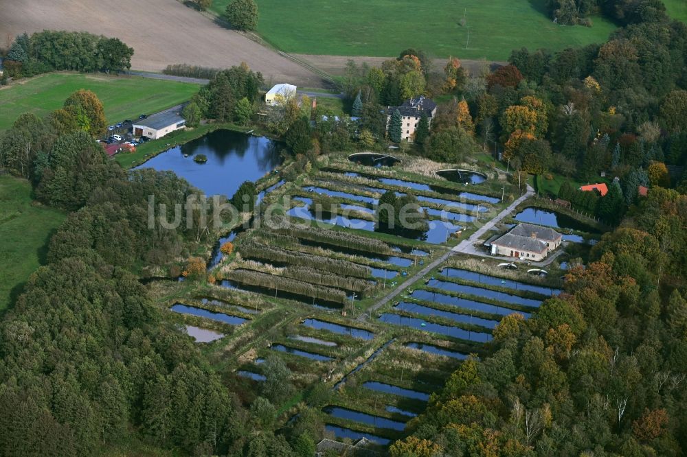 Lühnsdorf von oben - Uferbereiche der Teichanlagen zur Fischzucht Forellenhof Niemegk in Lühnsdorf im Bundesland Brandenburg, Deutschland