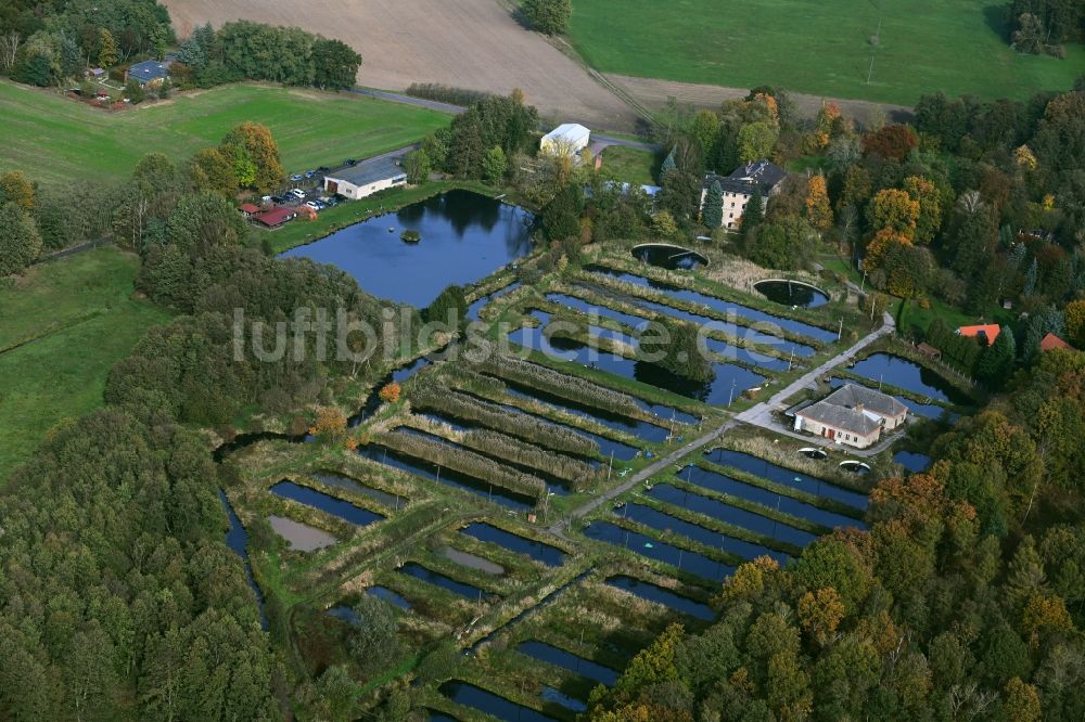 Luftbild Lühnsdorf - Uferbereiche der Teichanlagen zur Fischzucht Forellenhof Niemegk in Lühnsdorf im Bundesland Brandenburg, Deutschland