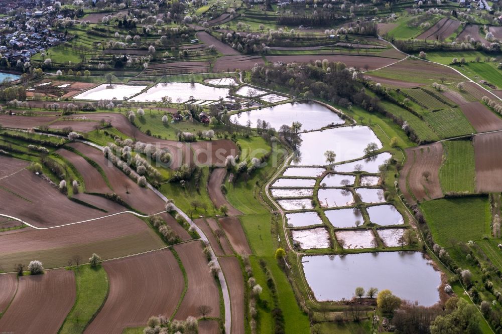 Luftaufnahme Ettenheim - Uferbereiche der Teichanlagen zur Fischzucht im Ortsteil Wallburg in Ettenheim im Bundesland Baden-Württemberg