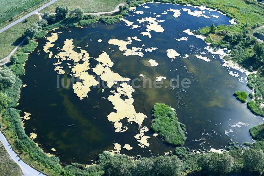 Luftaufnahme Passow - Uferbereiche der Teichanlagen zur Fischzucht in Passow im Bundesland Brandenburg, Deutschland