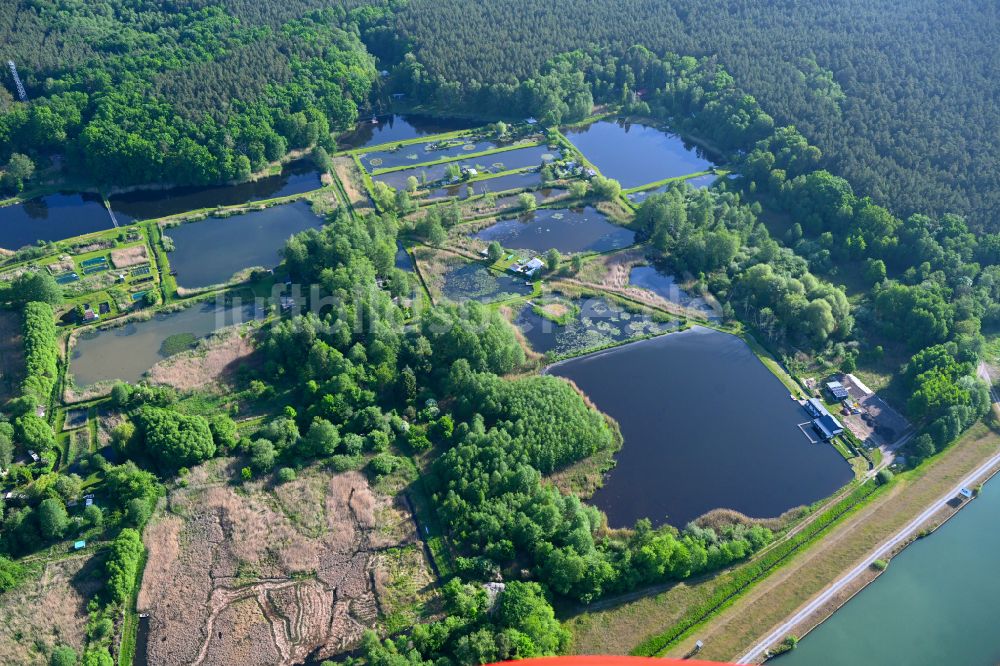 Luftbild Marienwerder - Uferbereiche des Teichanlagen zur Fischzucht am Pechteich in Marienwerder im Bundesland Brandenburg, Deutschland