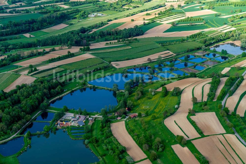 Luftbild Ettenheim - Uferbereiche der Teichanlagen zur Fischzucht Riegger in Ettenheim im Bundesland Baden-Württemberg, Deutschland