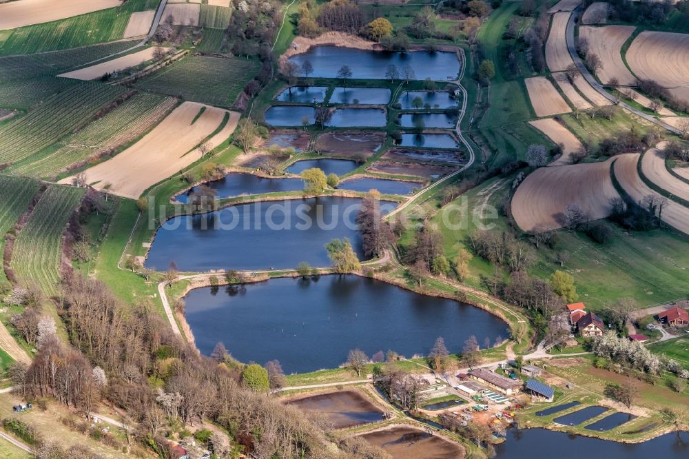 Luftbild Ettenheim - Uferbereiche der Teichanlagen zur Fischzucht Riegger in Ettenheim im Bundesland Baden-Württemberg, Deutschland
