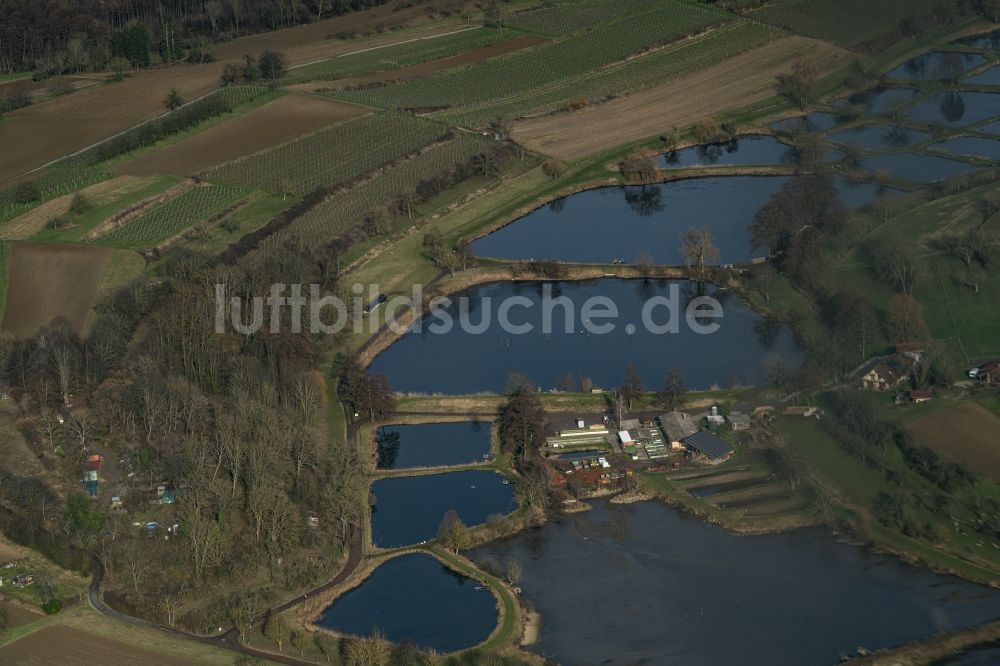 Ettenheim von oben - Uferbereiche der Teichanlagen zur Fischzucht Riegger in Ettenheim im Bundesland Baden-Württemberg, Deutschland