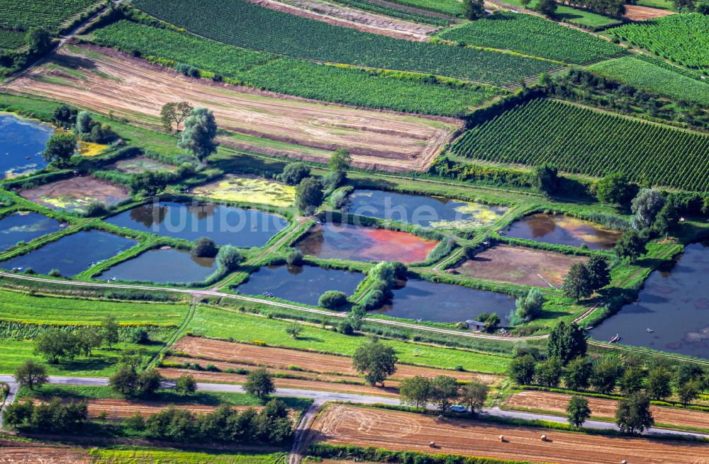 Luftbild Wallburg - Uferbereiche der Teichanlagen zur Fischzucht in Wallburg im Bundesland Baden-Württemberg, Deutschland