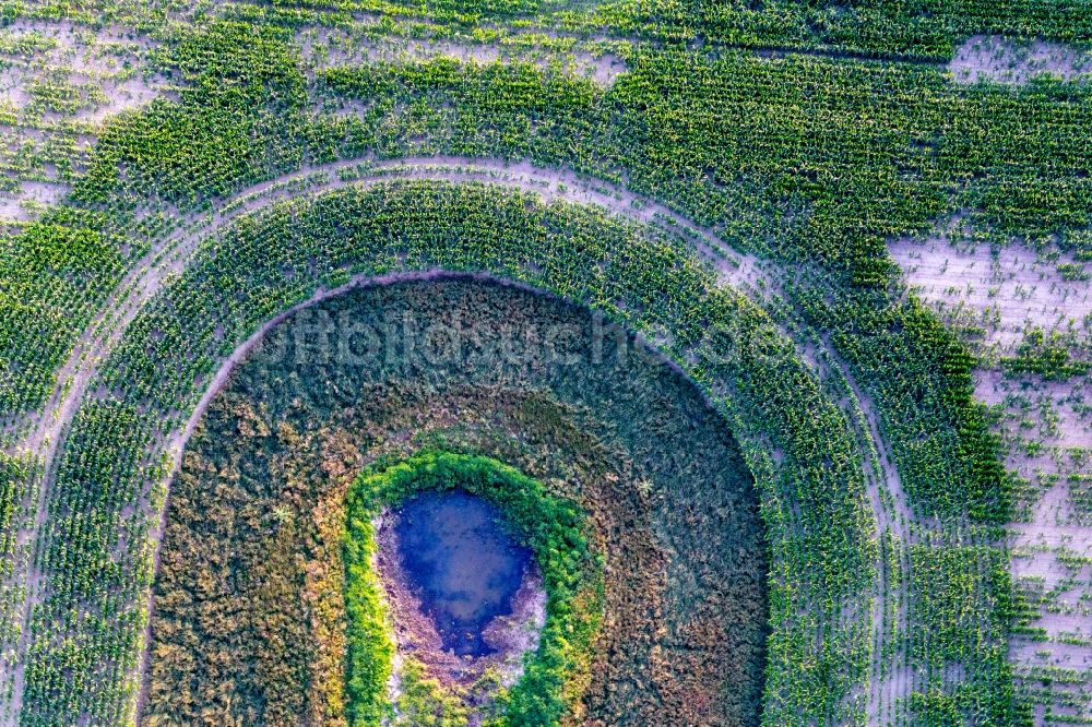 Flieth-Stegelitz aus der Vogelperspektive: Uferbereiche eines Toteissees auf einem Maisfeld in Flieth-Stegelitz im Bundesland Brandenburg, Deutschland