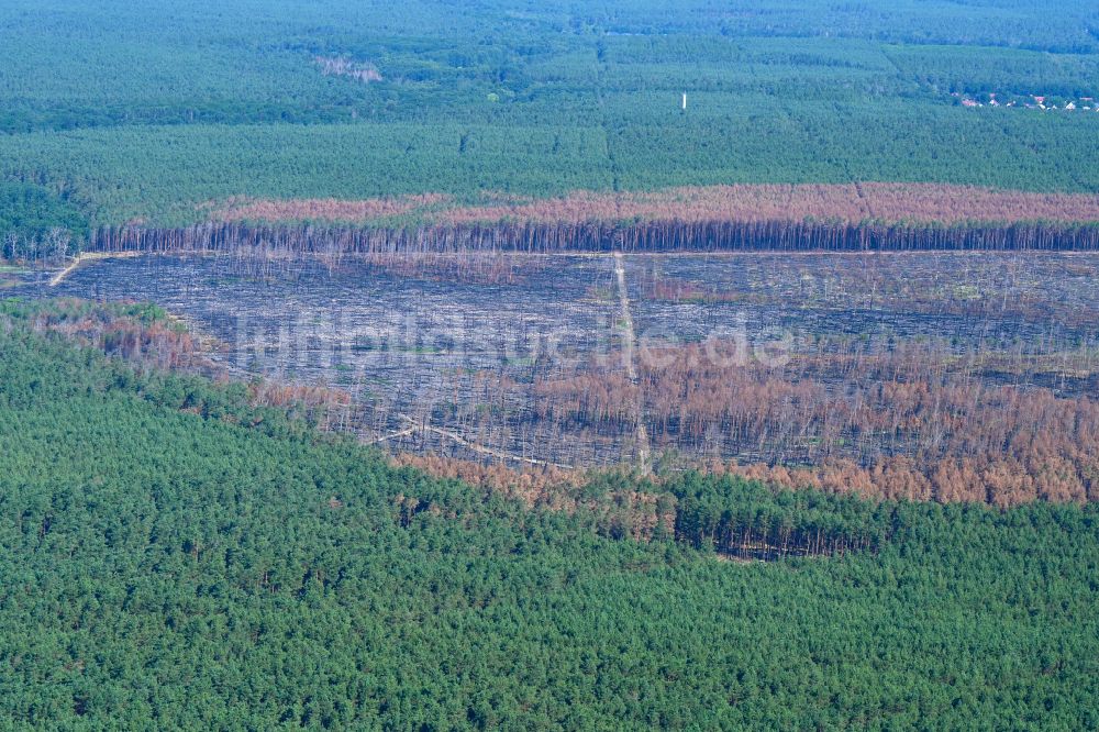 Luftaufnahme Frohnsdorf - Vernichteter Baumbestand in einem Waldgebiet in Frohnsdorf im Bundesland Brandenburg, Deutschland