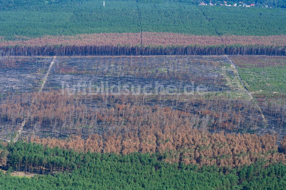Frohnsdorf von oben - Vernichteter Baumbestand in einem Waldgebiet in Frohnsdorf im Bundesland Brandenburg, Deutschland
