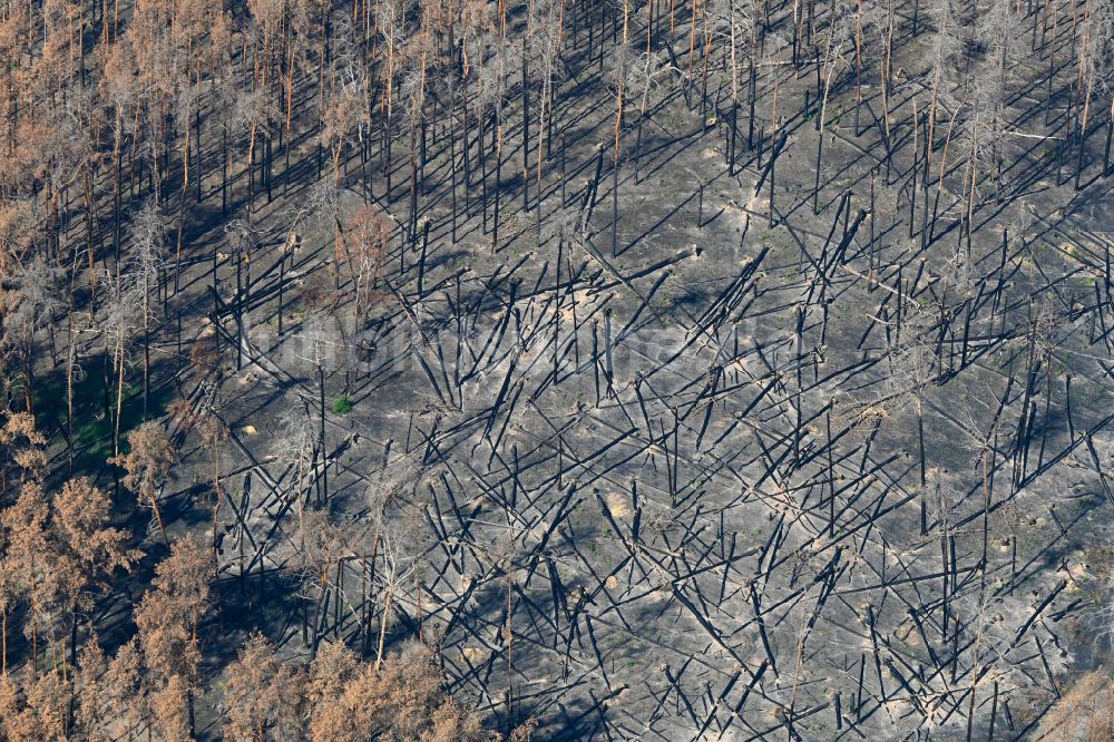 Luftbild Frohnsdorf - Vernichteter Baumbestand in einem Waldgebiet in Frohnsdorf im Bundesland Brandenburg, Deutschland