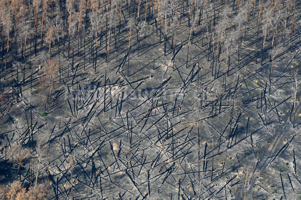 Luftaufnahme Frohnsdorf - Vernichteter Baumbestand in einem Waldgebiet in Frohnsdorf im Bundesland Brandenburg, Deutschland