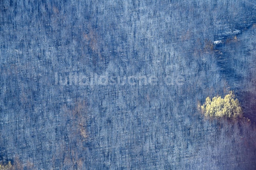 Luftaufnahme Klausdorf - Vernichteter Baumbestand in einem Waldgebiet in Klausdorf im Bundesland Brandenburg, Deutschland