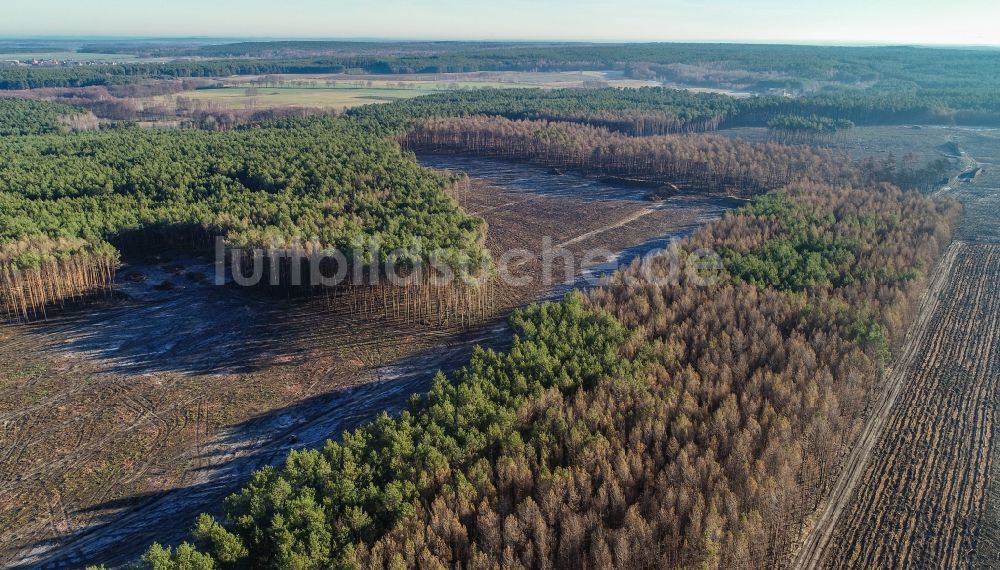 Luftaufnahme Klausdorf - Vernichteter Baumbestand in einem Waldgebiet in Treuenbrietzen im Bundesland Brandenburg, Deutschland