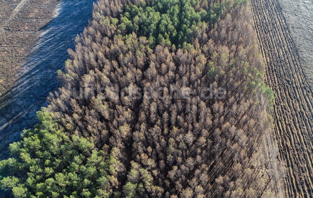 Luftbild Klausdorf - Vernichteter Baumbestand in einem Waldgebiet in Treuenbrietzen im Bundesland Brandenburg, Deutschland