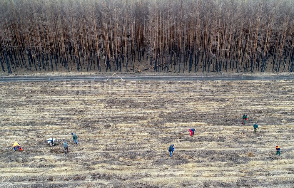 Klausdorf aus der Vogelperspektive: Vernichteter Baumbestand in einem Waldgebiet in Treuenbrietzen im Bundesland Brandenburg, Deutschland