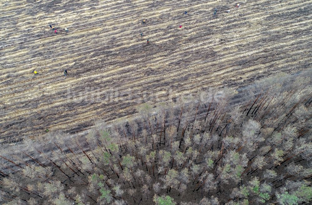 Luftaufnahme Klausdorf - Vernichteter Baumbestand in einem Waldgebiet in Treuenbrietzen im Bundesland Brandenburg, Deutschland