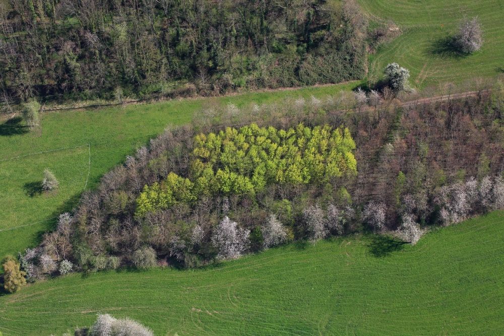 Luftbild Weil am Rhein - Verschiedenfarbige Baumspitzen im Frühling in einem Waldgebiet in Weil am Rhein im Bundesland Baden-Württemberg, Deutschland
