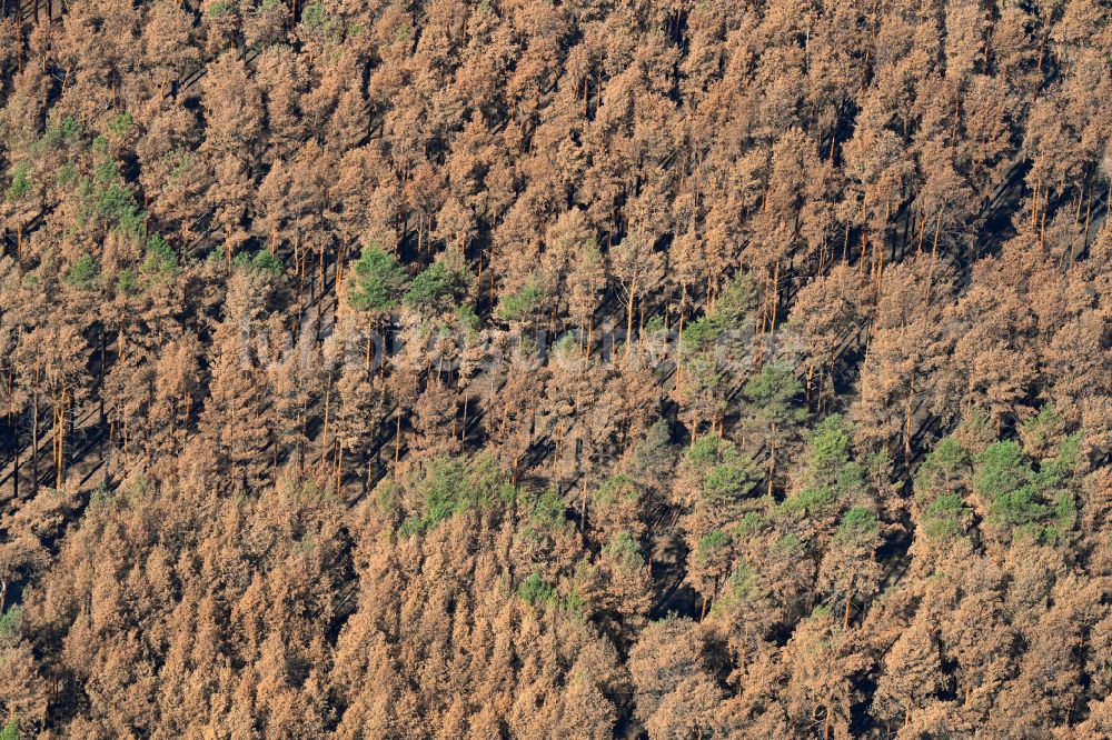 Frohnsdorf aus der Vogelperspektive: Vertrocknete Bäume in einem Waldgebiet in Frohnsdorf im Bundesland Brandenburg, Deutschland