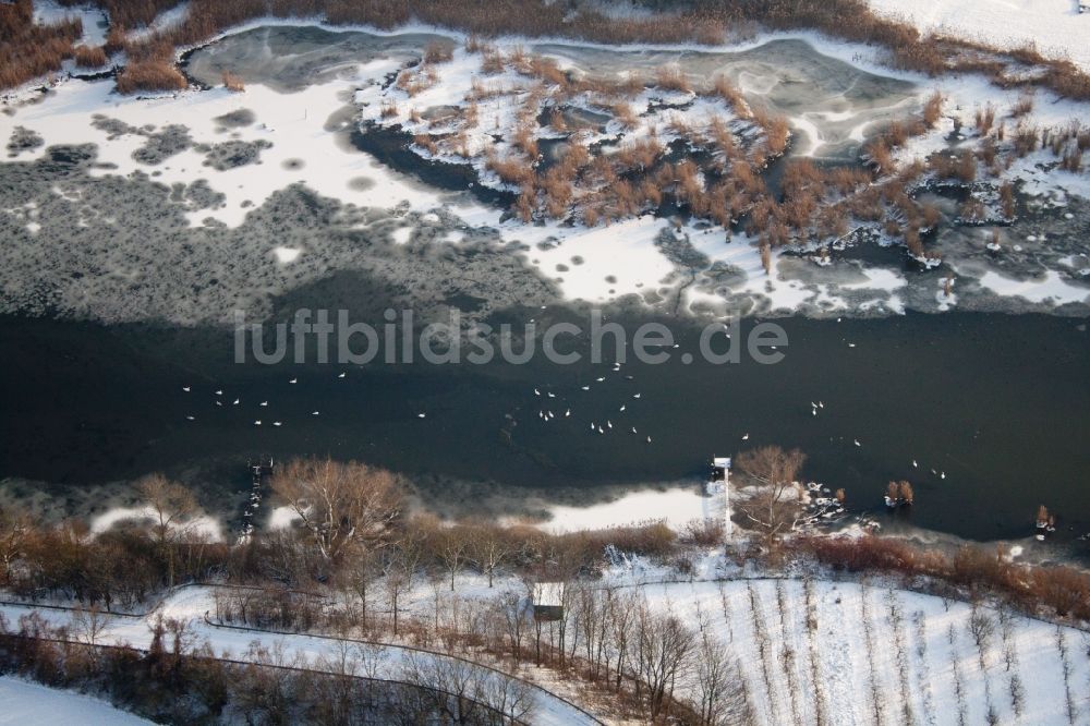 Wörth am Rhein von oben - Vögel auf dem Eis der gefrorenen Wasseroberfläche des Altrheins mit verschneiten Ufern im Ortsteil Wörth-Oberwald in Wörth am Rhein im Bundesland Rheinland-Pfalz
