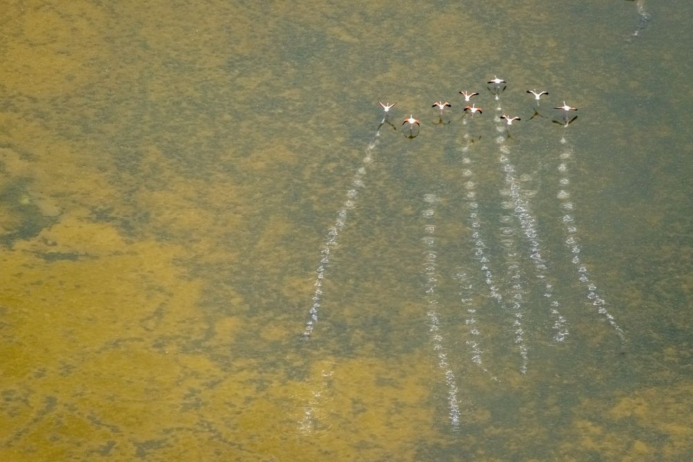 Santanyi aus der Vogelperspektive: Vogel- Formation von Flamingos im Flug in Santanyi in Balearische Insel Mallorca, Spanien