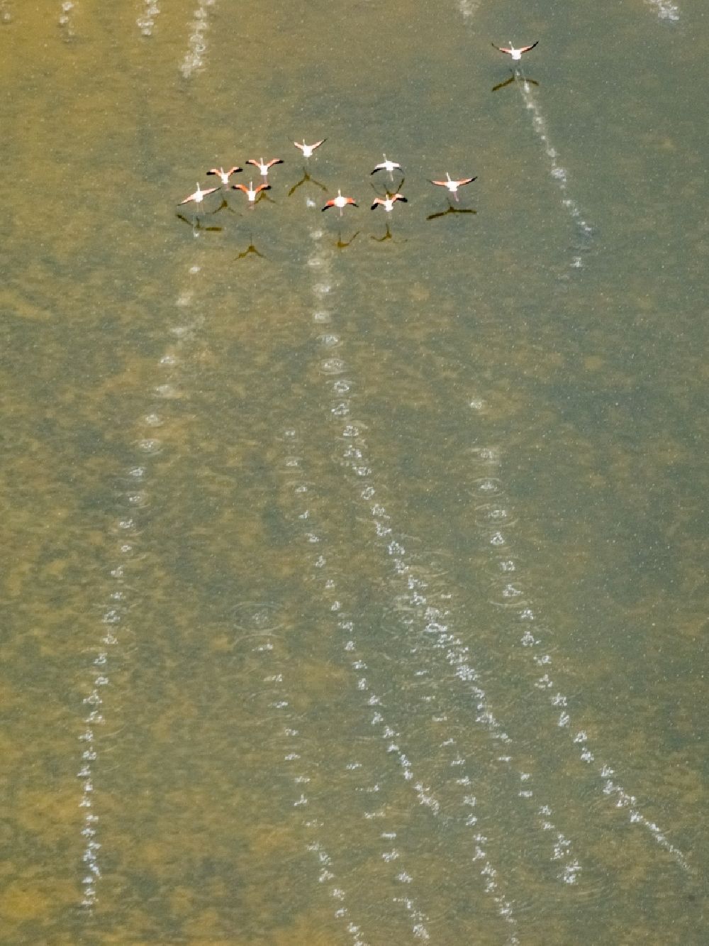 Luftbild Santanyi - Vogel- Formation von Flamingos im Flug in Santanyi in Balearische Insel Mallorca, Spanien