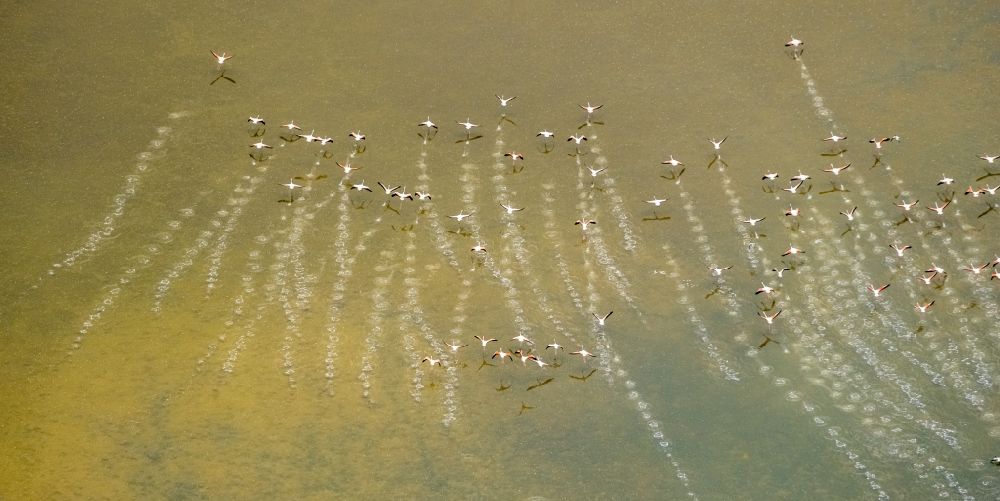 Luftaufnahme Santanyi - Vogel- Formation von Flamingos im Flug in Santanyi in Balearische Insel Mallorca, Spanien