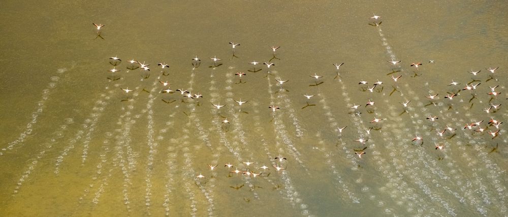 Santanyi von oben - Vogel- Formation von Flamingos im Flug in Santanyi in Balearische Insel Mallorca, Spanien