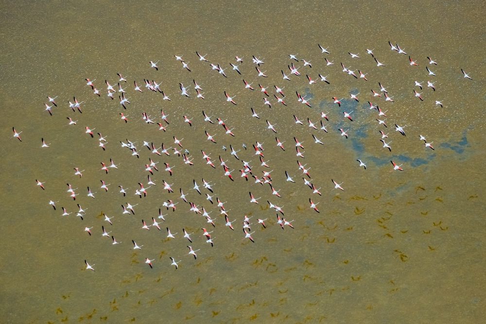 Luftbild Santanyi - Vogel- Formation von Flamingos im Flug in Santanyi in Balearische Insel Mallorca, Spanien