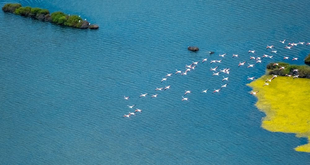 Ses Salines von oben - Vogel- Formation von Flamingos im Flug in Ses Salines in Balearische Insel Mallorca, Spanien
