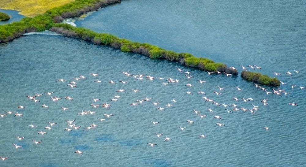 Ses Salines aus der Vogelperspektive: Vogel- Formation von Flamingos im Flug in Ses Salines in Balearische Insel Mallorca, Spanien