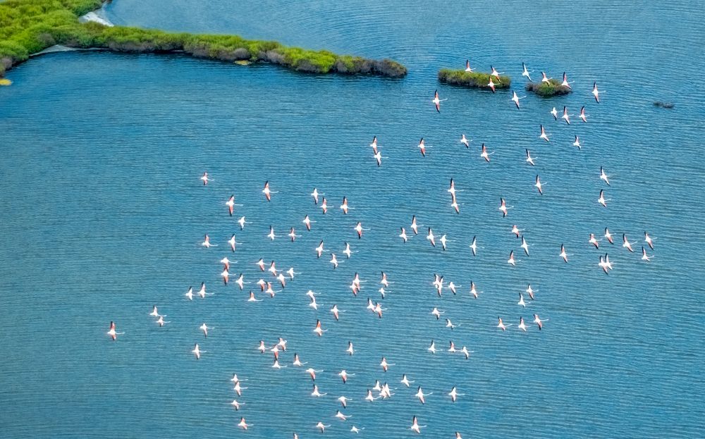 Luftbild Ses Salines - Vogel- Formation von Flamingos im Flug in Ses Salines in Balearische Insel Mallorca, Spanien