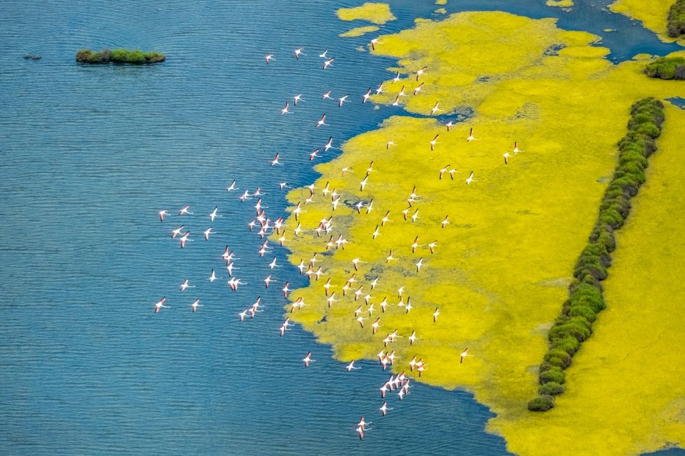 Luftaufnahme Ses Salines - Vogel- Formation von Flamingos im Flug in Ses Salines in Balearische Insel Mallorca, Spanien