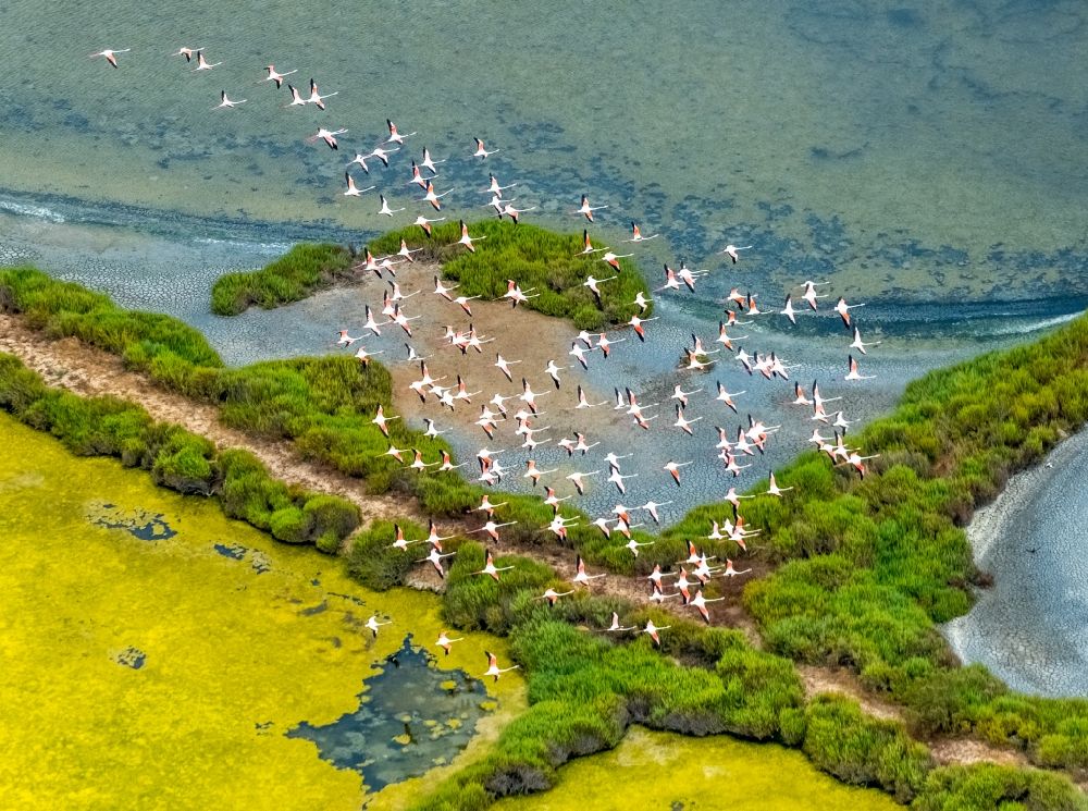Luftbild Ses Salines - Vogel- Formation von Flamingos im Flug in Ses Salines in Balearische Insel Mallorca, Spanien