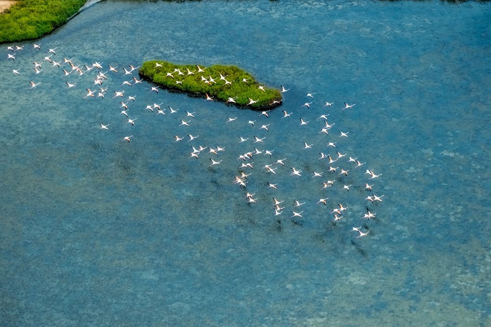 Luftaufnahme Ses Salines - Vogel- Formation von Flamingos im Flug in Ses Salines in Balearische Insel Mallorca, Spanien