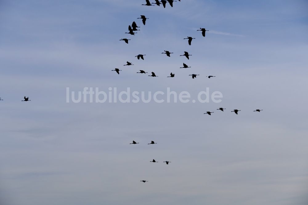 Luftaufnahme Wesertal - Vogel- Formation von Kranichen im Flug in Wesertal im Bundesland Hessen, Deutschland