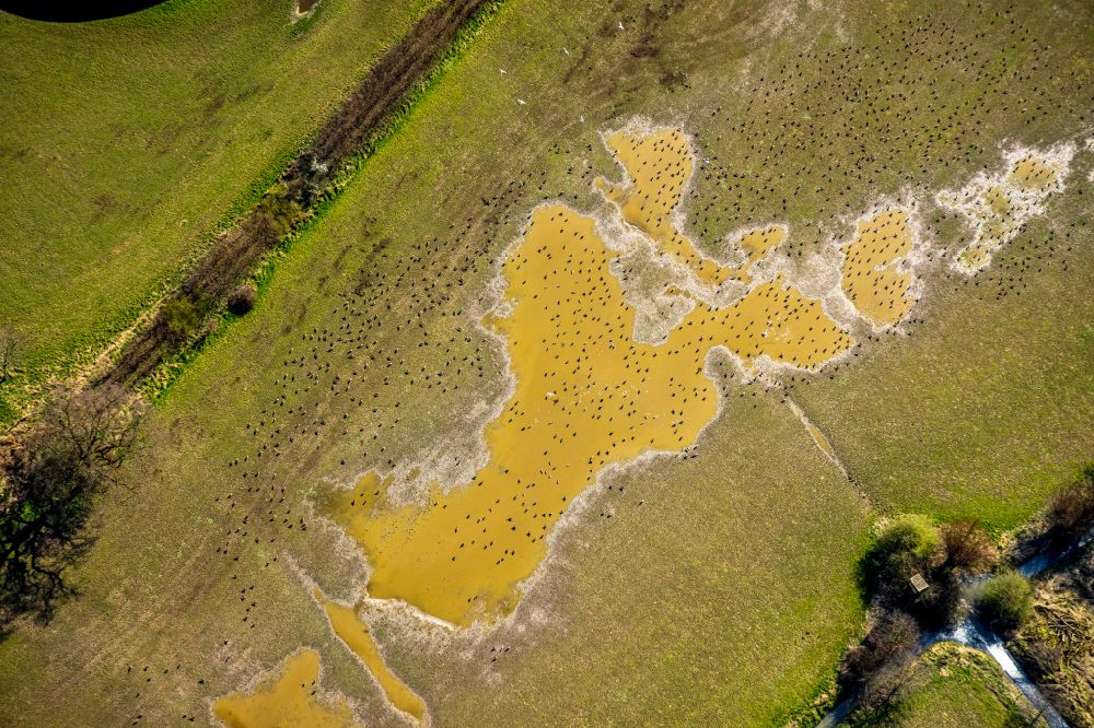 Bislich aus der Vogelperspektive: Vogelschutzinsel auf der Wasseroberfläche in einem Feld in Bislich im Bundesland Nordrhein-Westfalen, Deutschland