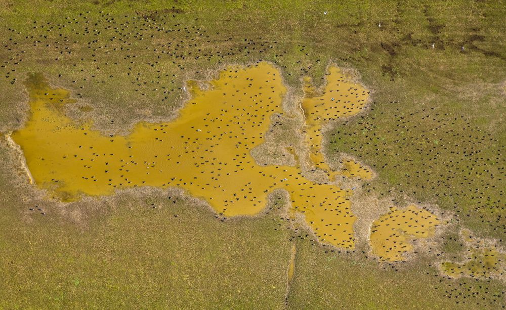 Luftbild Bislich - Vogelschutzinsel auf der Wasseroberfläche in einem Feld in Bislich im Bundesland Nordrhein-Westfalen, Deutschland