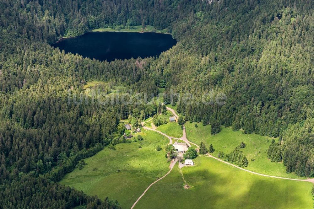 Hinterzarten aus der Vogelperspektive: Waldgebiete am Ufer des Feldsee in Hinterzarten im Bundesland Baden-Württemberg