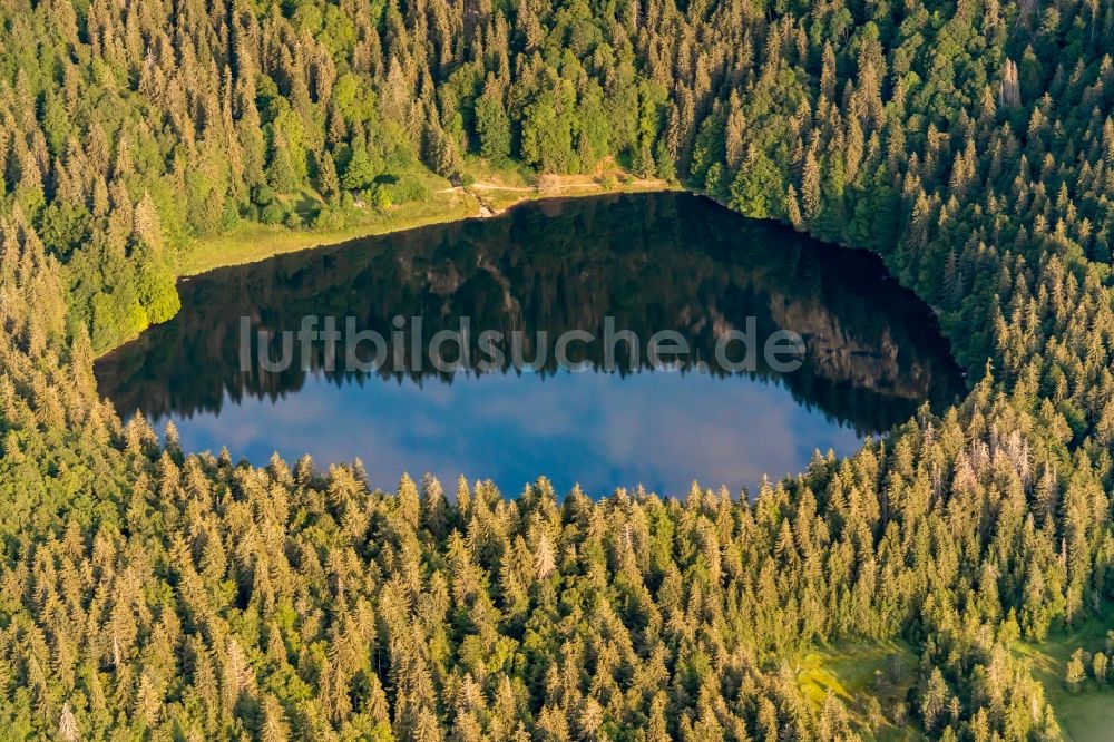Luftaufnahme Hinterzarten - Waldgebiete am Ufer des See Feldsee am Feldberg in Hinterzarten im Bundesland Baden-Württemberg, Deutschland