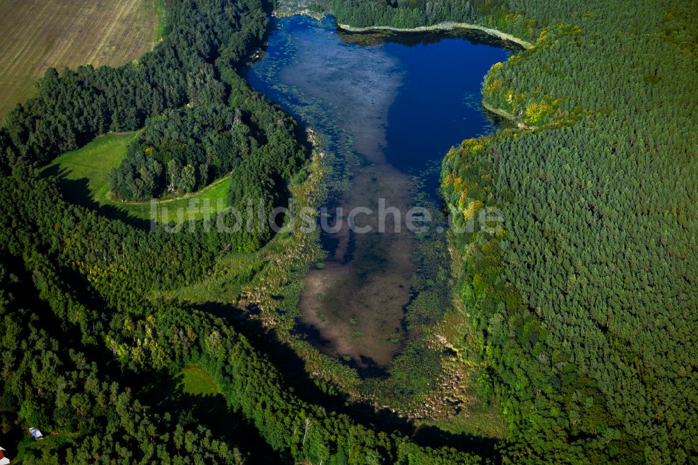 Luftbild Zechlinerhütte - Waldgebiete am Ufer des See Großer Heegesee in Zechlinerhütte im Bundesland Brandenburg, Deutschland