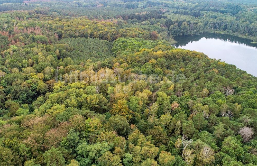 Treplin von oben - Waldgebiete am Ufer des See Großer Trepliner See in Treplin im Bundesland Brandenburg, Deutschland