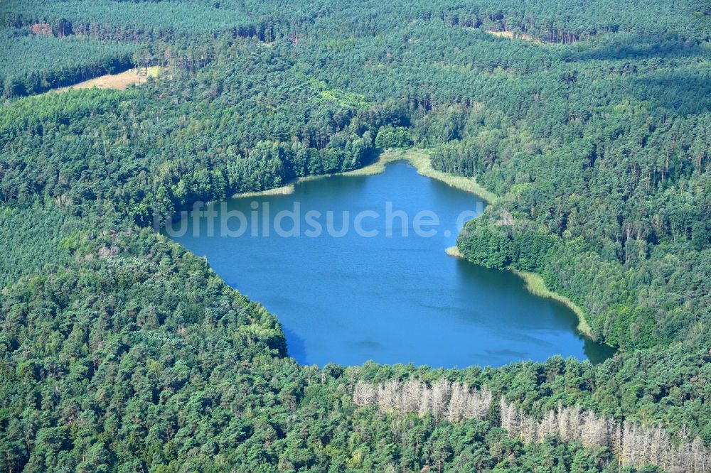 Häsen von oben - Waldgebiete am Ufer des See Kleiner Lankesee in Häsen im Bundesland Brandenburg, Deutschland