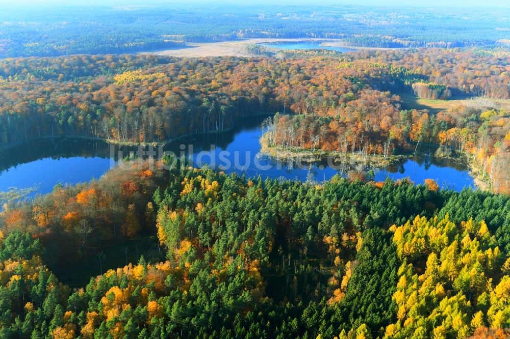 Luftaufnahme Carpin - Waldgebiete am Ufer des See Schweingartensee in Carpin im Bundesland Mecklenburg-Vorpommern, Deutschland