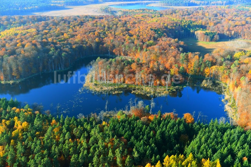 Carpin von oben - Waldgebiete am Ufer des See Schweingartensee in Carpin im Bundesland Mecklenburg-Vorpommern, Deutschland