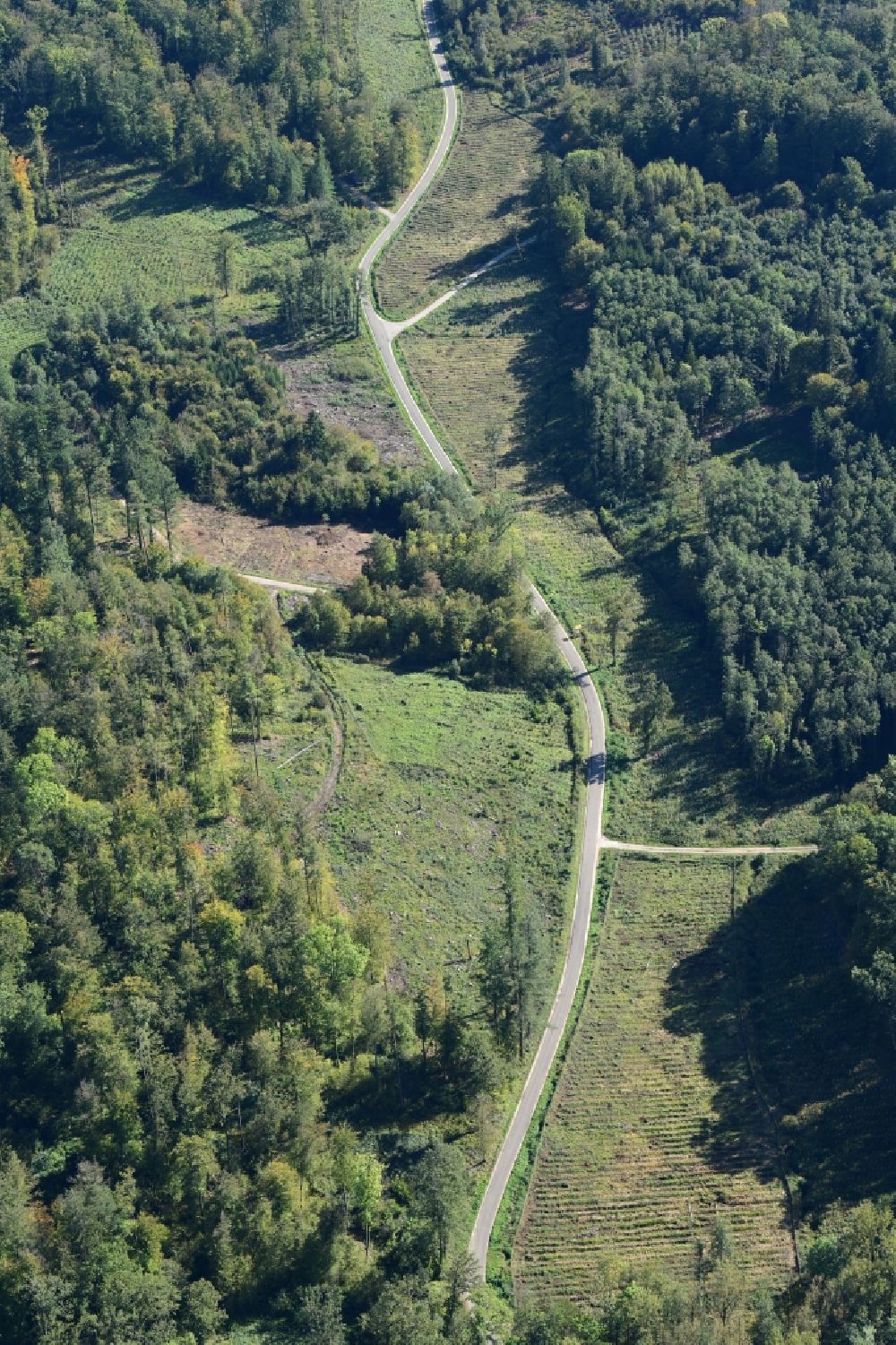 Luftaufnahme Lörrach - Waldweg durch ein Waldgebiet im Tannengraben bei Lörrach im Bundesland Baden-Württemberg, Deutschland